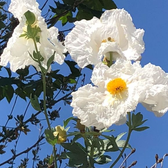 Meet your Posher, Heather - Picture 1 of 1